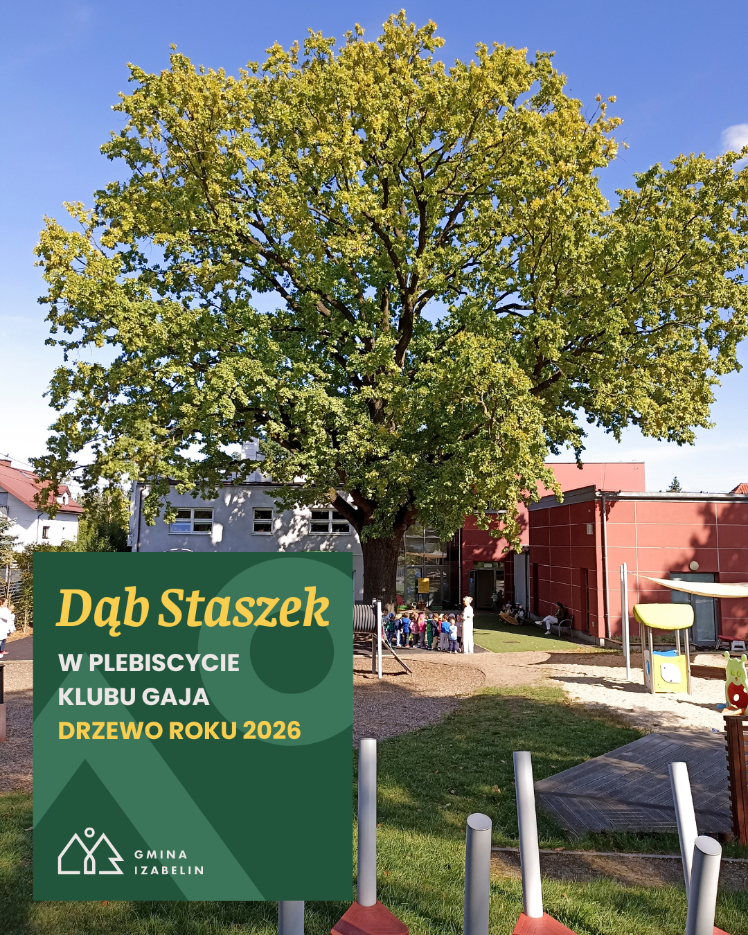 aktualność: Dąb Staszek w finale "Drzewo Roku 2026"