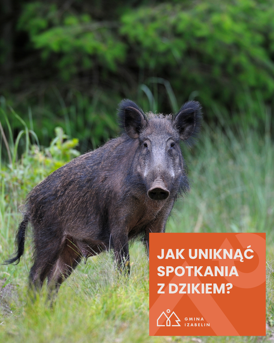 aktualność: Dzik jest dziki...